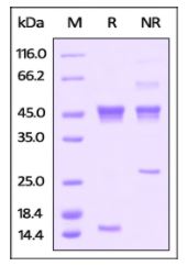 Human Activin A, His Tag on SDS-PAGE under reducing (R) and non-reducing (NR) conditions. The gel was stained overnight with Coomassie Blue. The purity of the protein is greater than 90%.